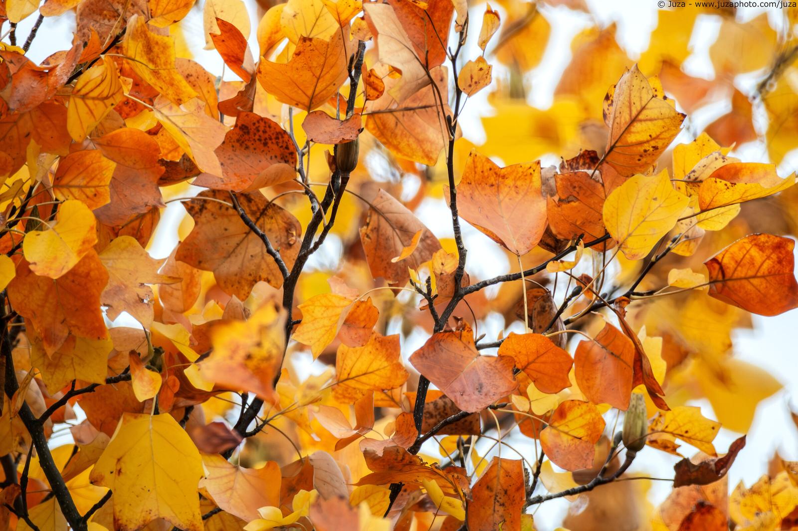 Image taken with Nikon Reflex 2000mm