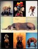 2110000419721_6811_1_william_wegman_-_fay_89884b68.jpg